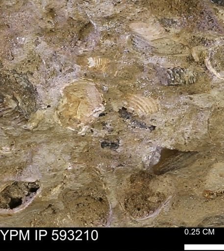 undet. Bivalvia