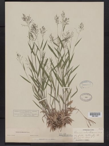 Panicum columbianum