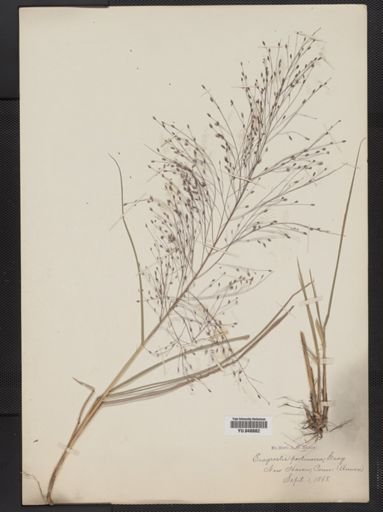Eragrostis spectabilis