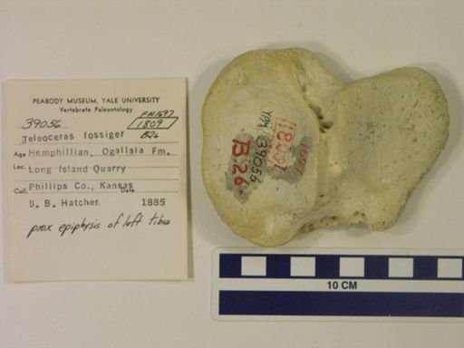 Teleoceras fossiger