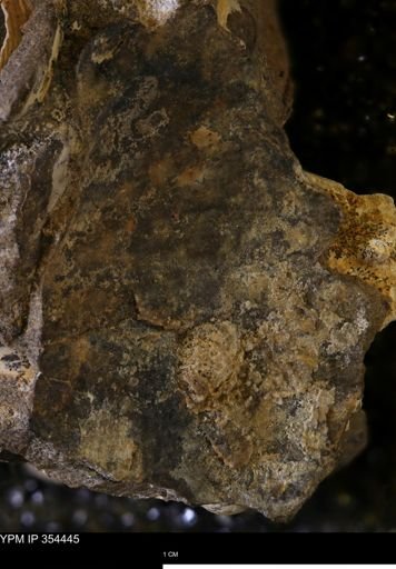 undet. Mollusca