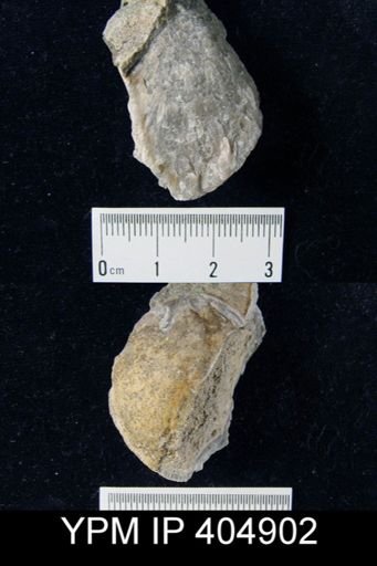 undet. Stringocephaloidea