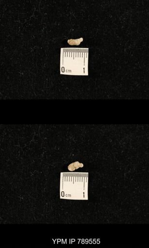undet. Bryozoa