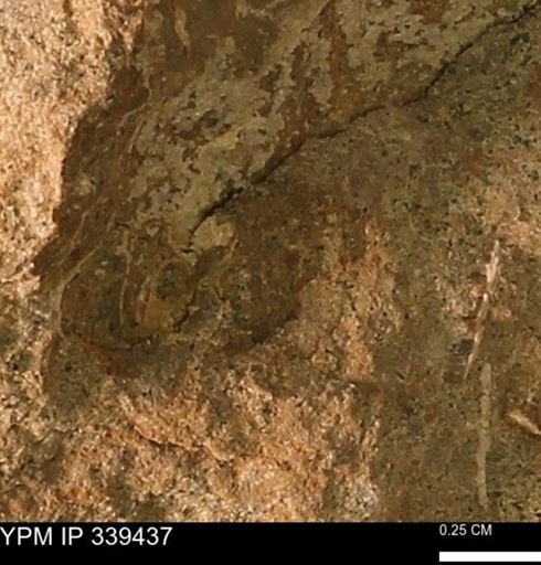 undet. Mollusca