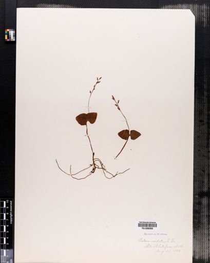 Listera cordata