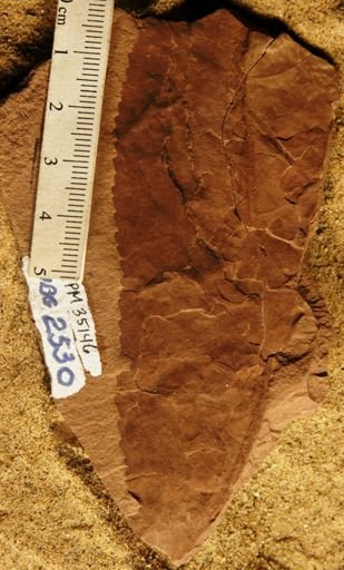 Prunus scottii