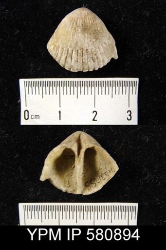 Conchidium sp.