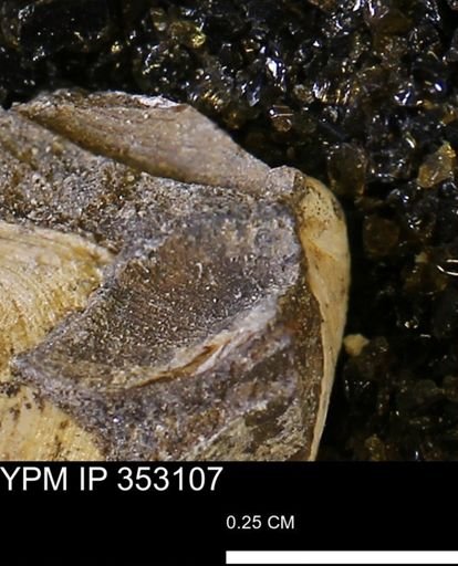 Limopsis striatopunctatus