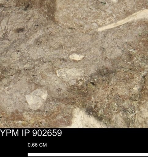 undet. Mollusca