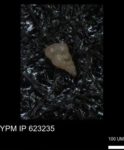 undet. Heterohelicidae