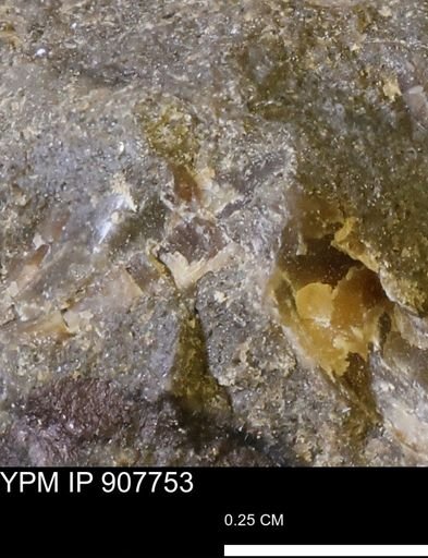 undet. Mollusca