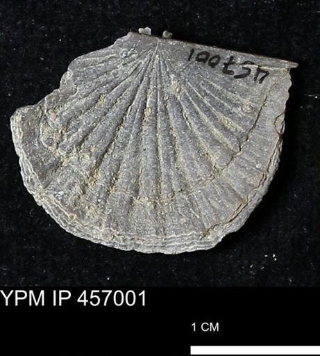 Stropheodonta sp.