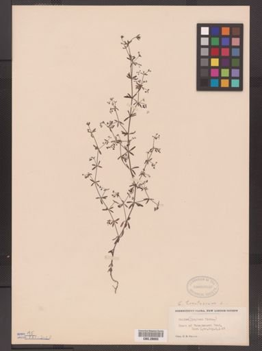 Galium tinctorium