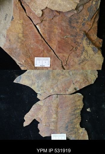 undet. Trilobita