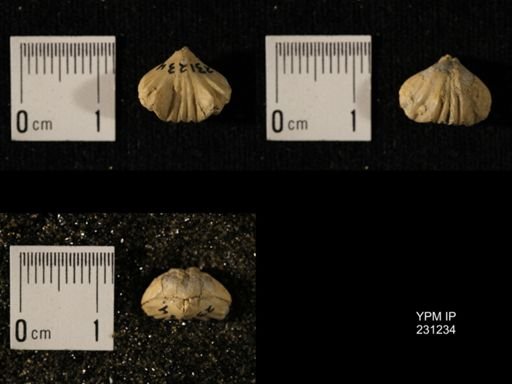 Wellerella osagensis