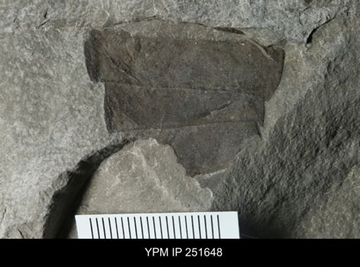 Eurypterus sp.