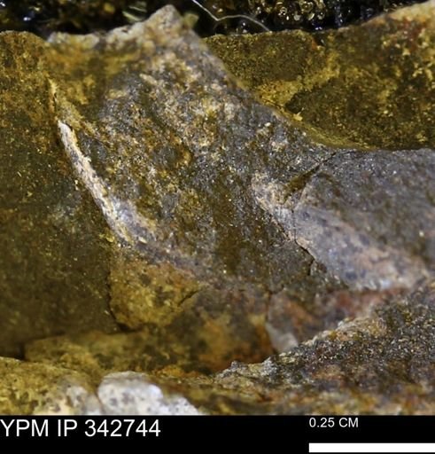 undet. Mollusca