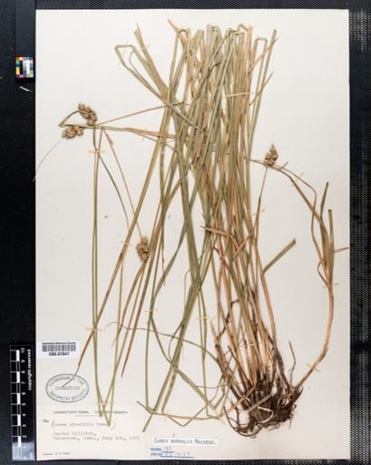 Carex normalis