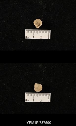 undet. Brachiopoda