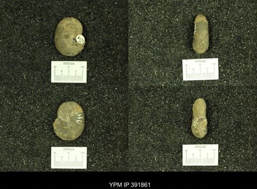 Scaphites whitfieldi
