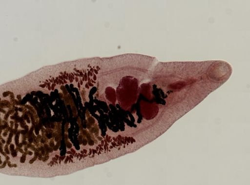 Dicrocoelium dendriticum