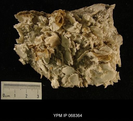 undet. Brachiopoda