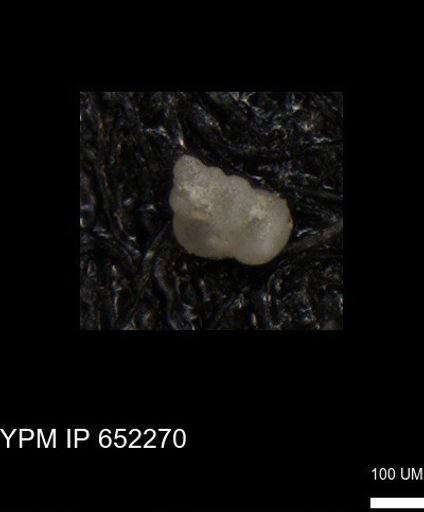 undet. Heterohelicidae