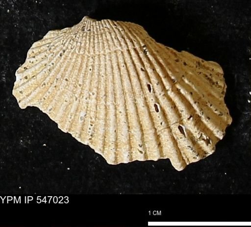 Scapharca transversa