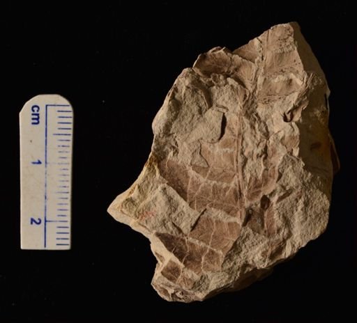 Cladophlebis sp.