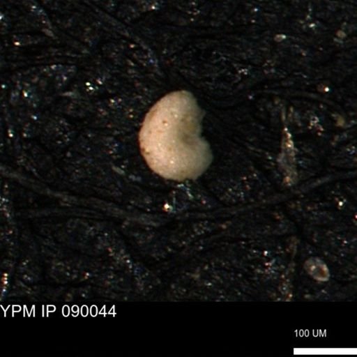undet. Foraminiferida
