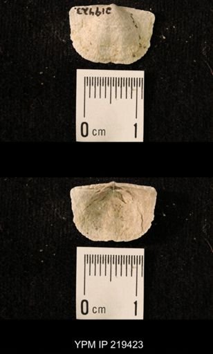 Chonetes granulifer