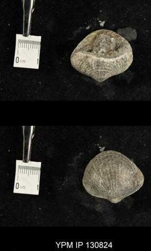 Spinatrypa spinosa