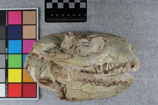 Merycoidodon culbertsoni culbertsoni