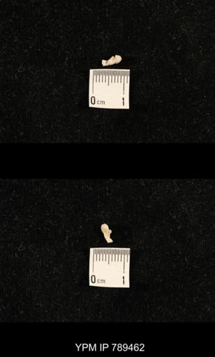 undet. Bryozoa