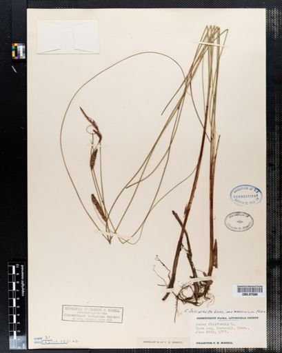 Carex filiformis