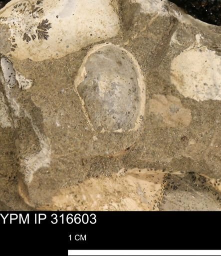 Protocardia?