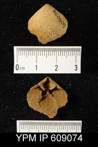 Meristella arcuata