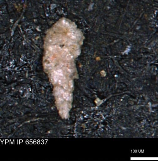 Verneuilinoides kansasensis