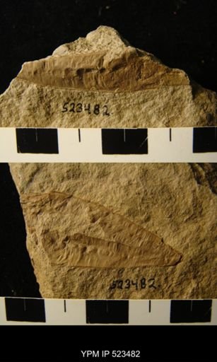 Archaeoconularia sp.