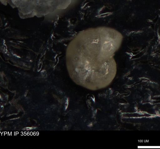 undet. Foraminiferida