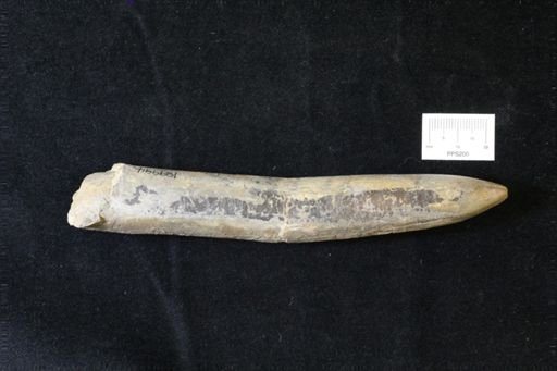 Belemnites sp.