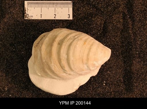Inoceramus brogniarti