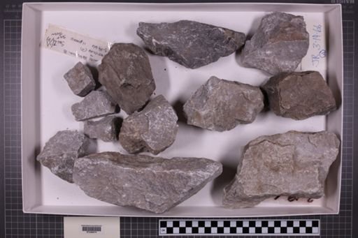 mixed taxa, stratigraphic collection