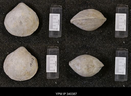 Protocardia texana