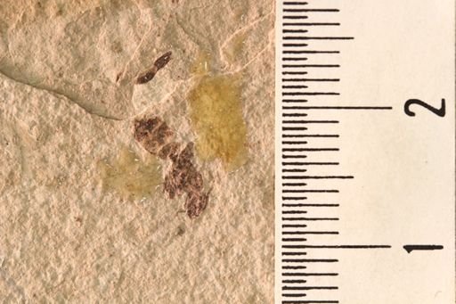 Elaeomyrmex gracilis