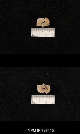 undet. Brachiopoda