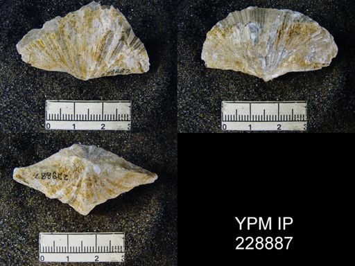 Neospirifer latus
