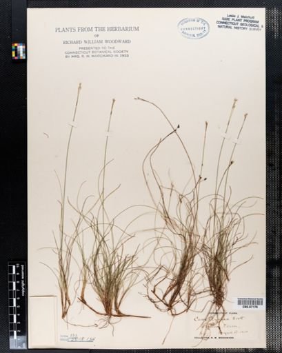 Carex eburnea
