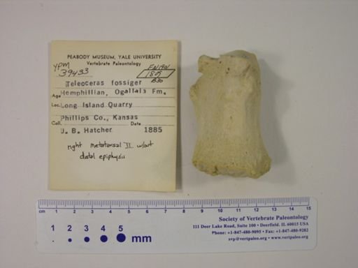 Teleoceras fossiger
