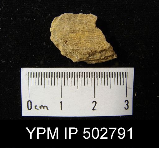 Isogramma sp.
